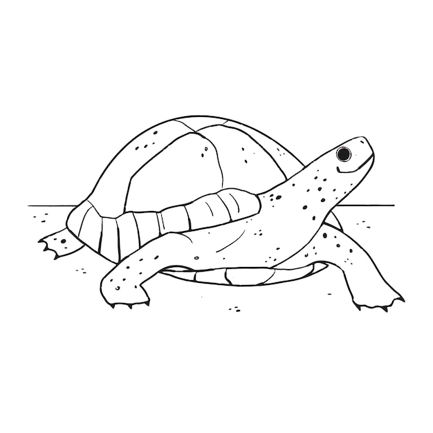 Hand drawn turtle  outline illustration