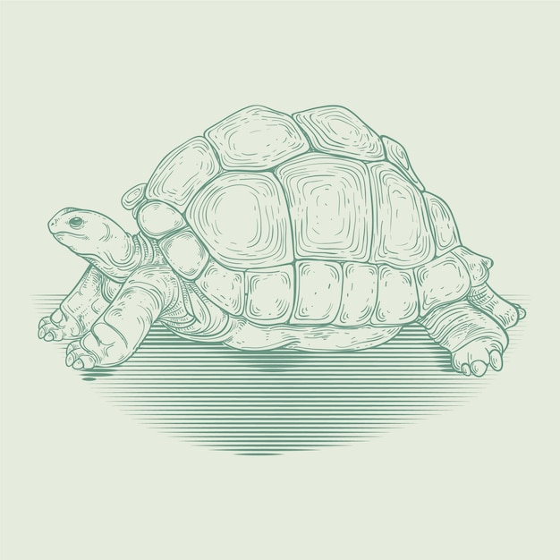 Hand drawn turtle outline illustration