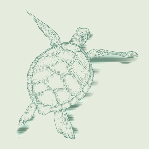 Hand drawn turtle outline illustration