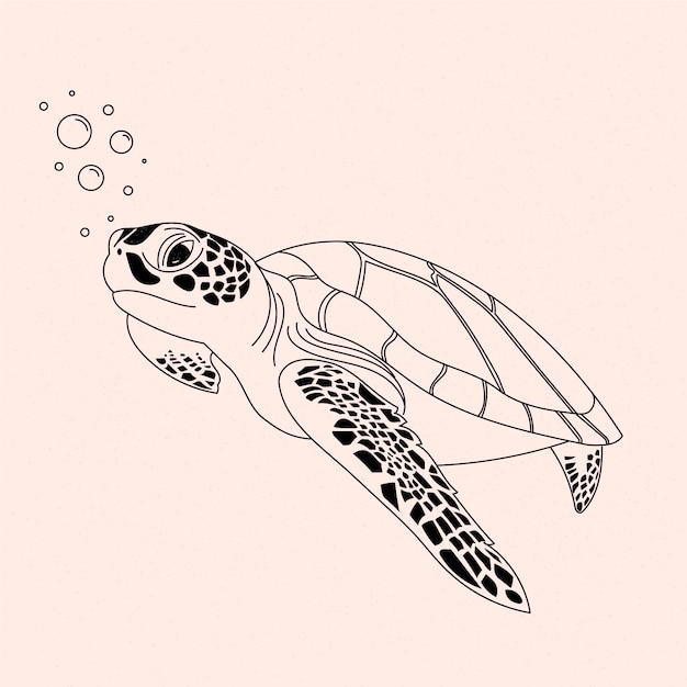 Hand drawn turtle outline illustration