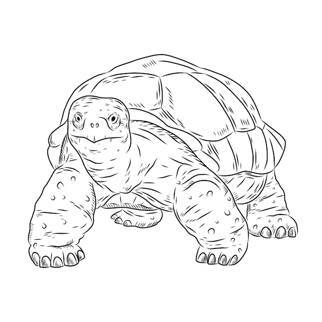 Нарисованная рукой иллюстрация контура черепахи