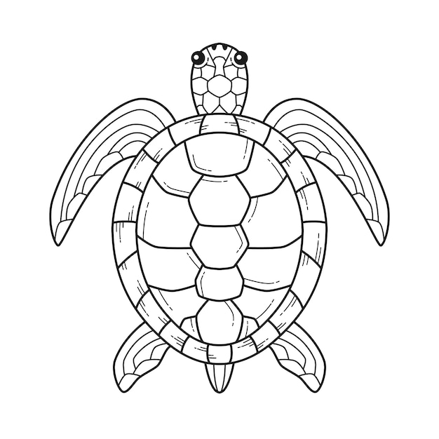 Hand drawn turtle outline illustration