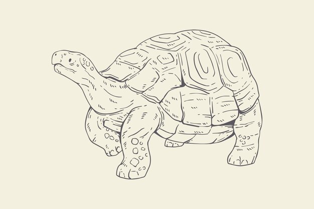 Hand drawn turtle outline illustration