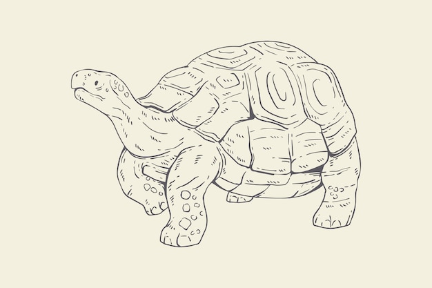 Hand drawn turtle outline illustration