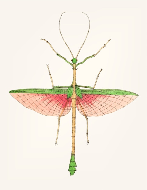 Hand drawn of two-spined mantis