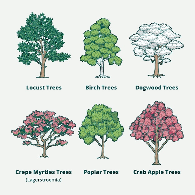 Hand drawn type of trees collection