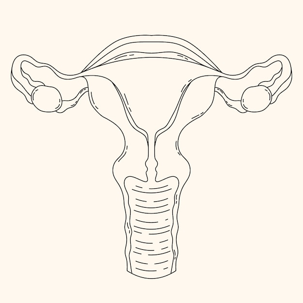Иллюстрация рисунка матки, нарисованная вручную
