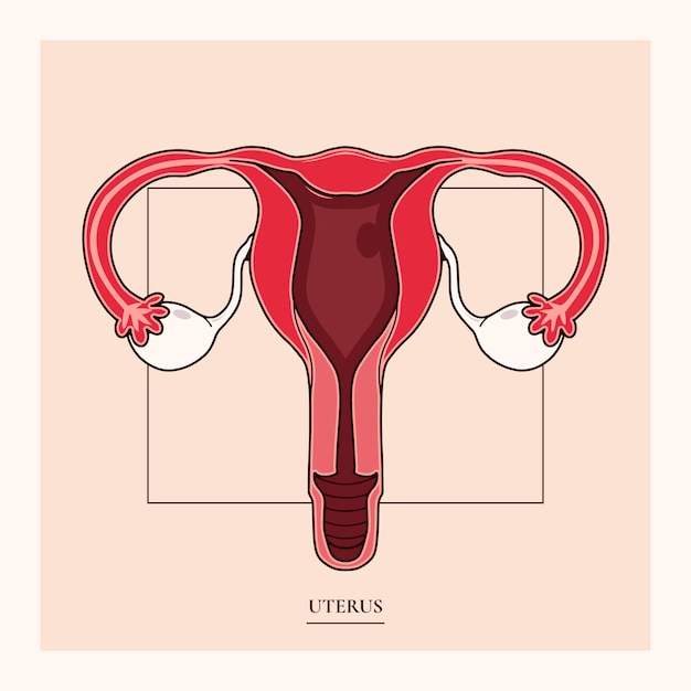 Free vector hand drawn uterus drawing illustration