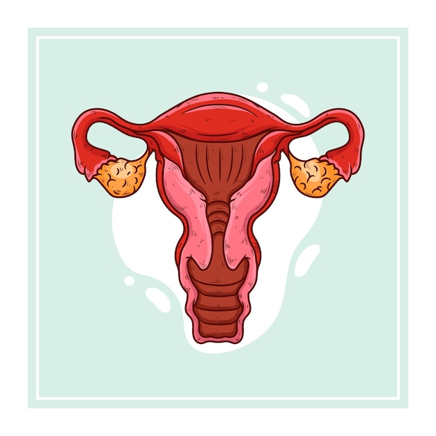 Free vector hand drawn uterus drawing illustration