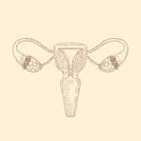 Free vector hand drawn uterus drawing illustration