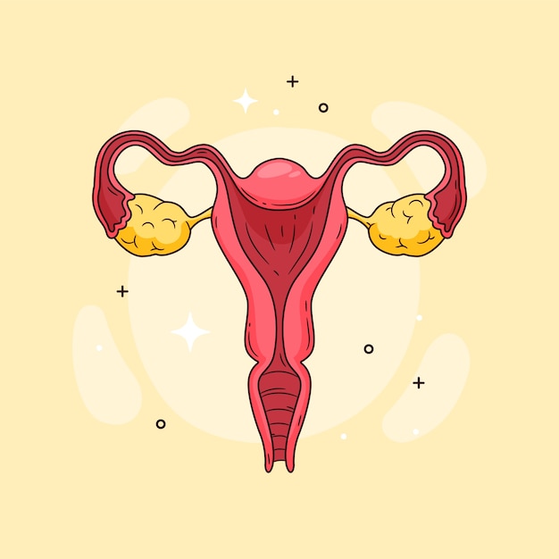Illustrazione del disegno dell'utero disegnato a mano