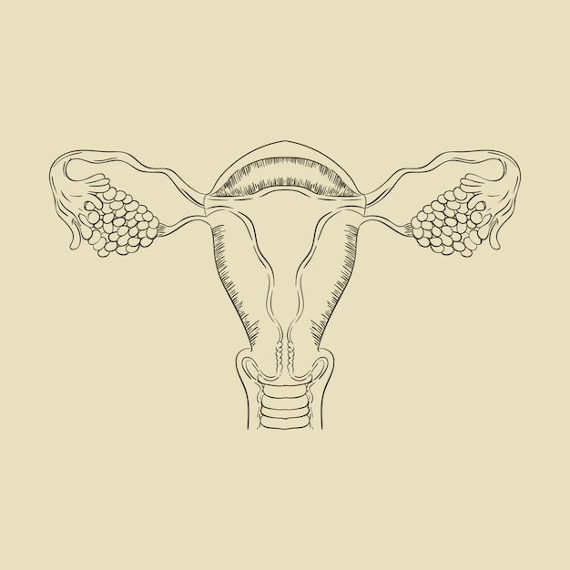 Free vector hand drawn uterus drawing illustration