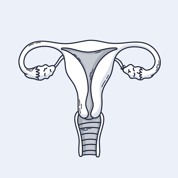 Free Vector hand drawn uterus drawing illustration