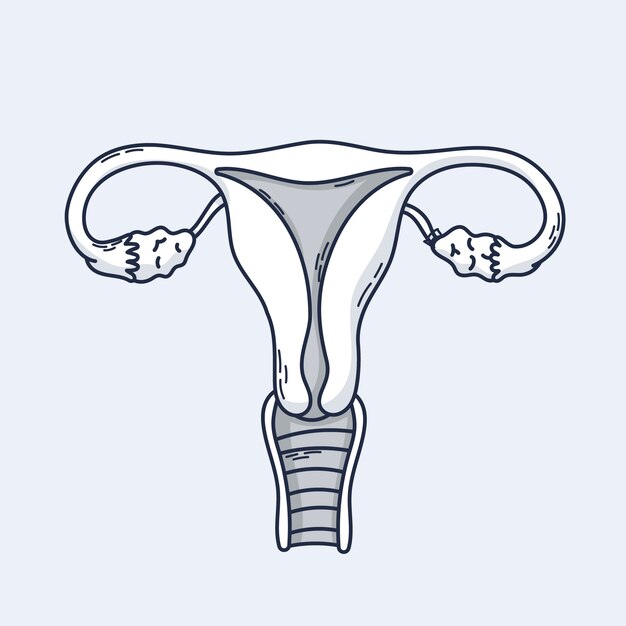 Hand drawn uterus drawing illustration