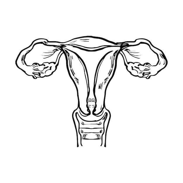 Free vector hand drawn uterus drawing illustration