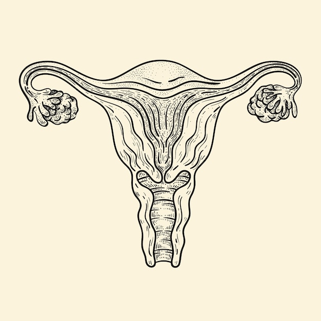 Free vector hand drawn uterus drawing illustration