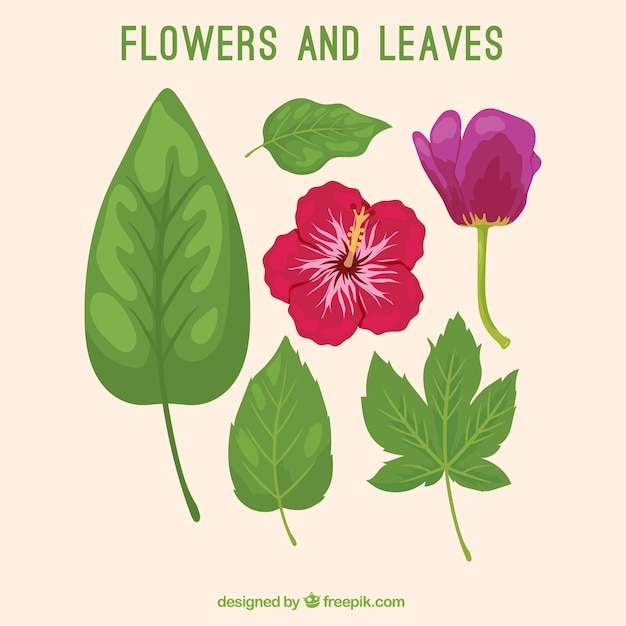 Free vector hand drawn variety of leaves and flowers