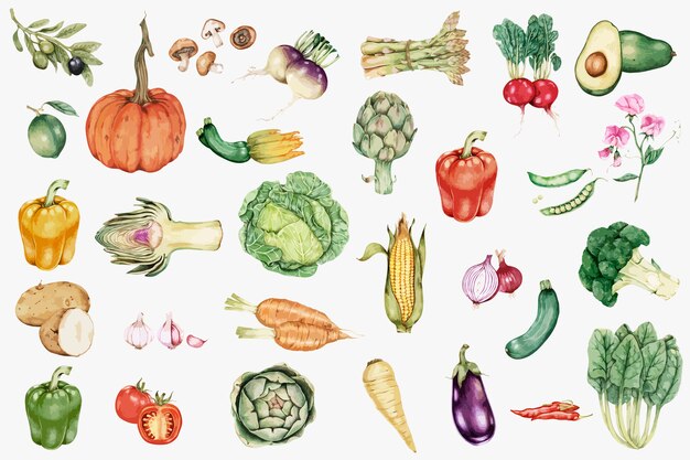 Вектор рисованной коллекции овощей