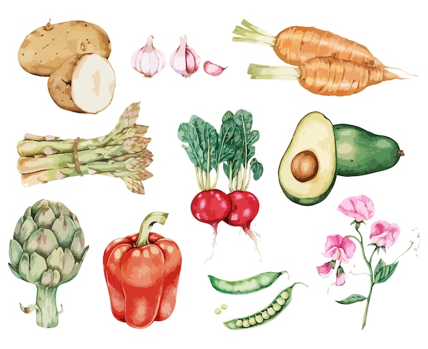 Vettore gratuito vettore di raccolta vegetale disegnata a mano