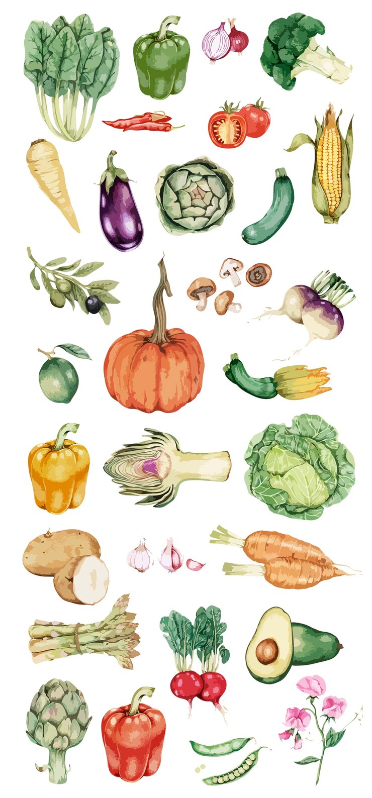 Free Vector hand drawn vegetable collection vector