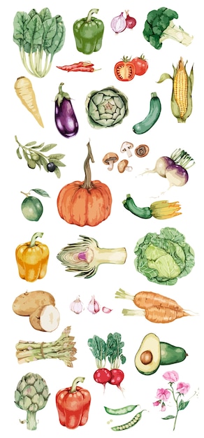 Hand drawn vegetable collection vector