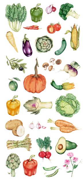 Вектор рисованной коллекции овощей