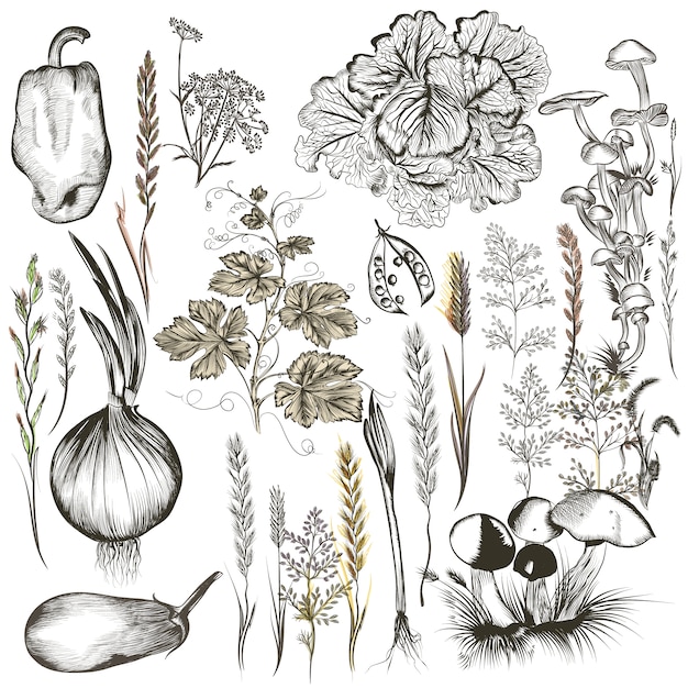 Free vector hand drawn vegetable set