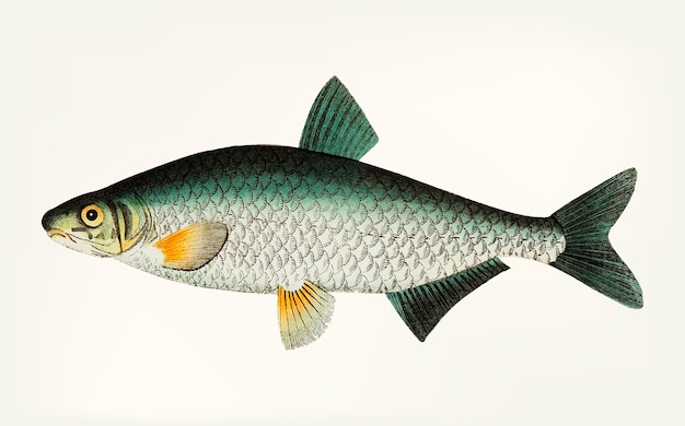 Hand drawn of Vimba Carp