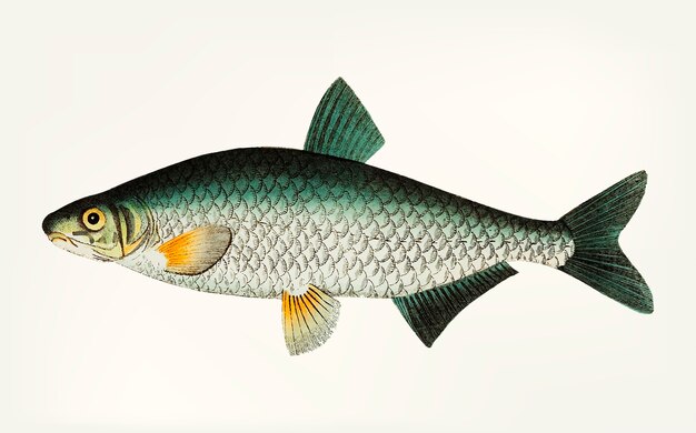 Hand drawn of Vimba Carp