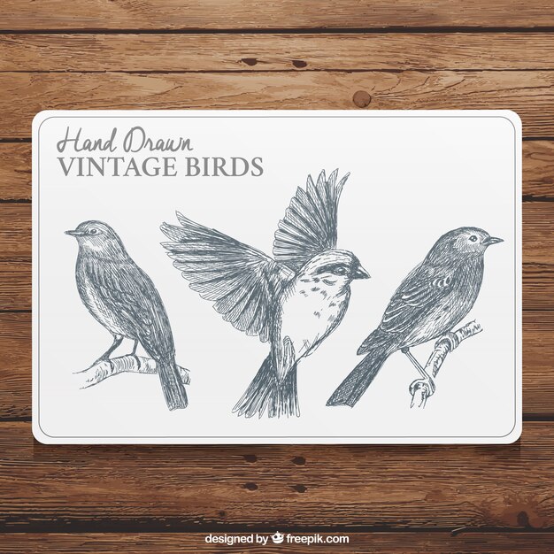 Hand drawn vintage birds