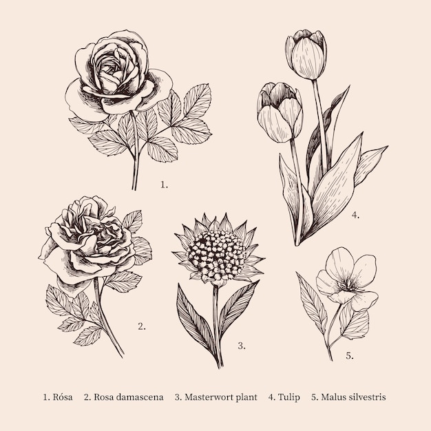 Vettore gratuito collezione di fiori botanica vintage disegnati a mano