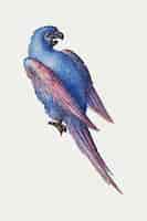 Бесплатное векторное изображение Ручной обращается старинный попугай птица
