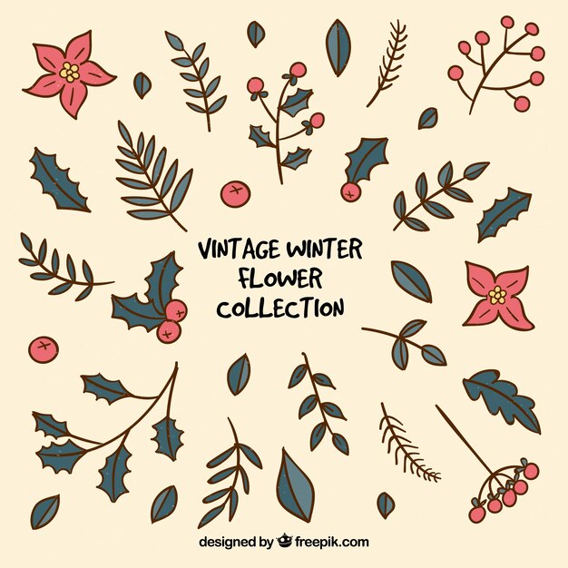 手描きのヴィンテージ冬の花のコレクション