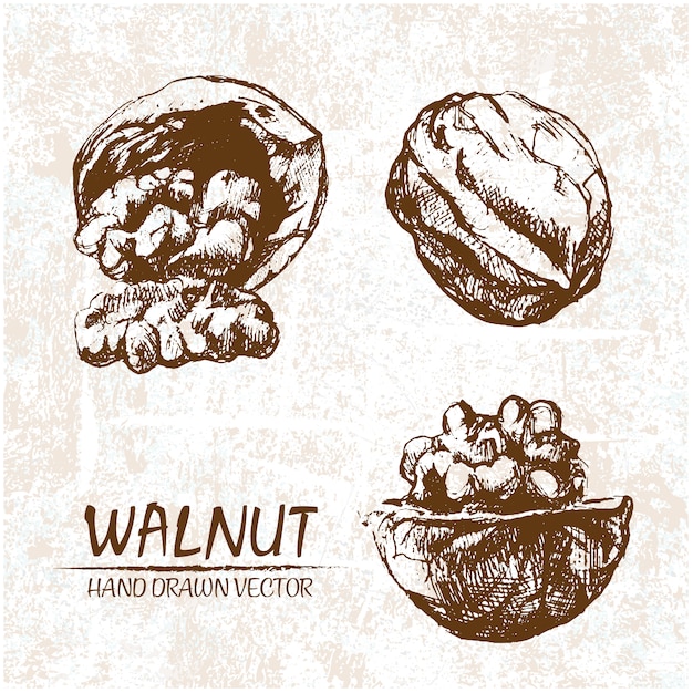 Hand drawn walnuts design