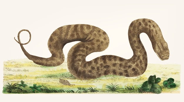 手描きの蛇の蛇