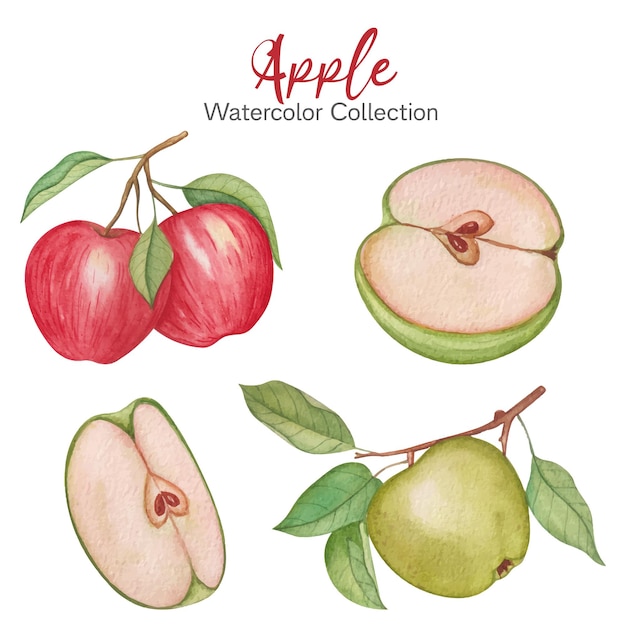 Бесплатное векторное изображение Набор акварельных яблок ручной работы