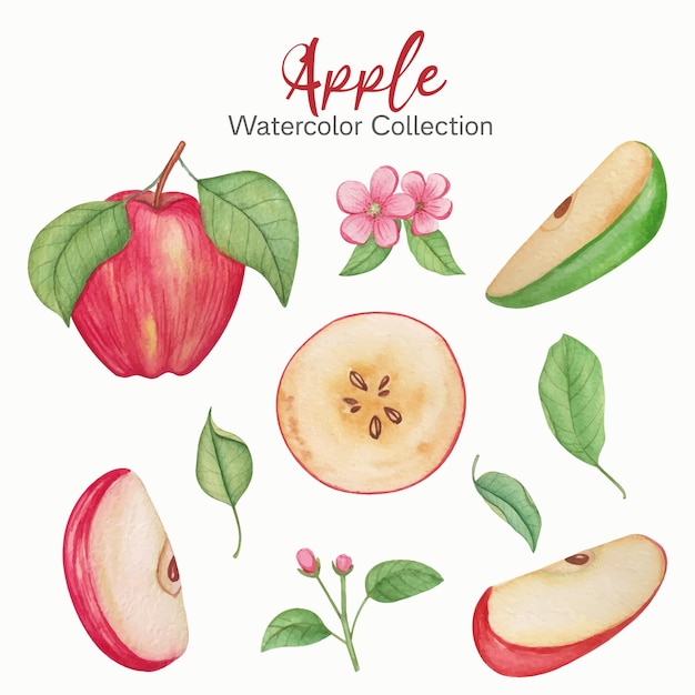 Free vector hand drawn watercolor apple set