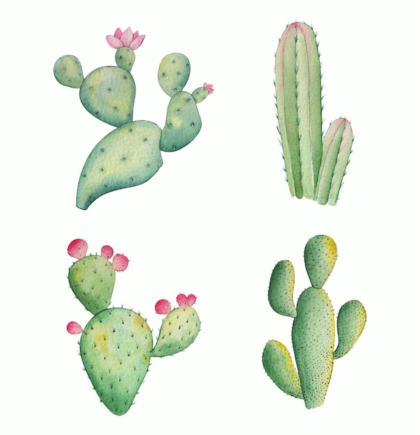 Hand drawn watercolor cactus collection