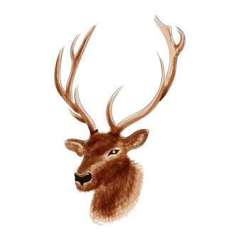 Hand drawn watercolor deer illustration
