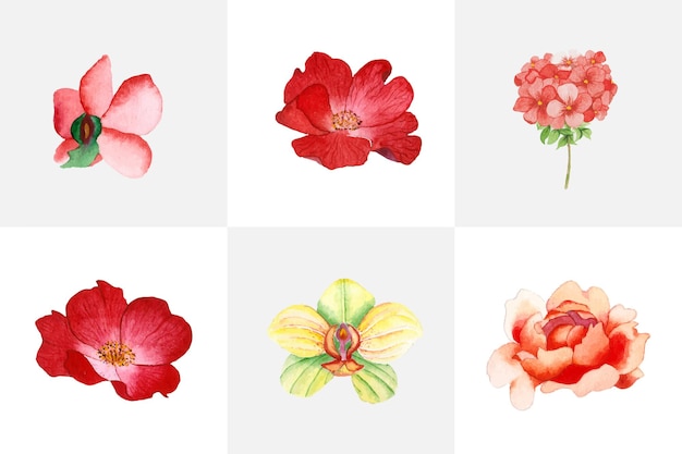 Vettore gratuito insieme di fiori dell'acquerello disegnato a mano