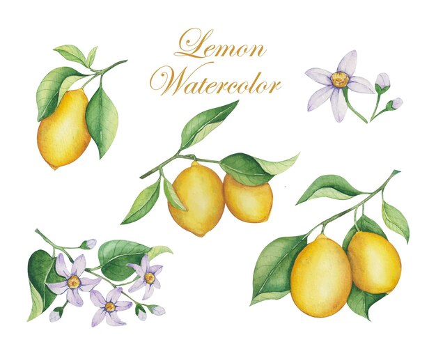 Hand drawn watercolor lemons set