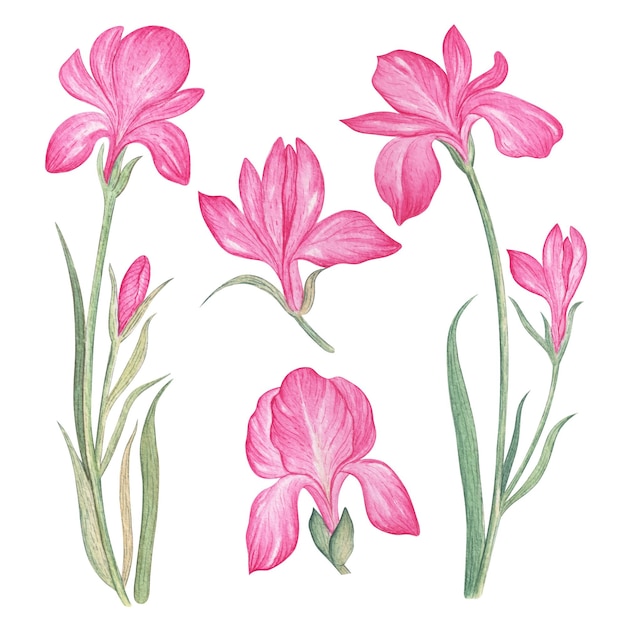 Hand drawn watercolor pink iris flowers collection