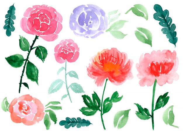 Hand drawn watercolor roses and leaves isolated on a white