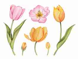 Free vector hand drawn watercolor tulip flowers set