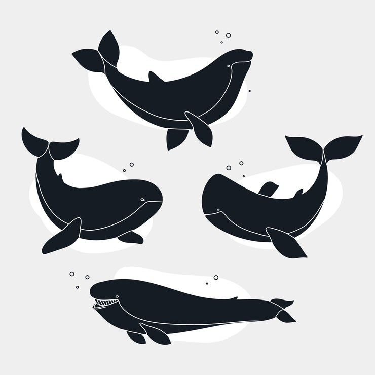 Free Vector hand drawn whale  silhouette