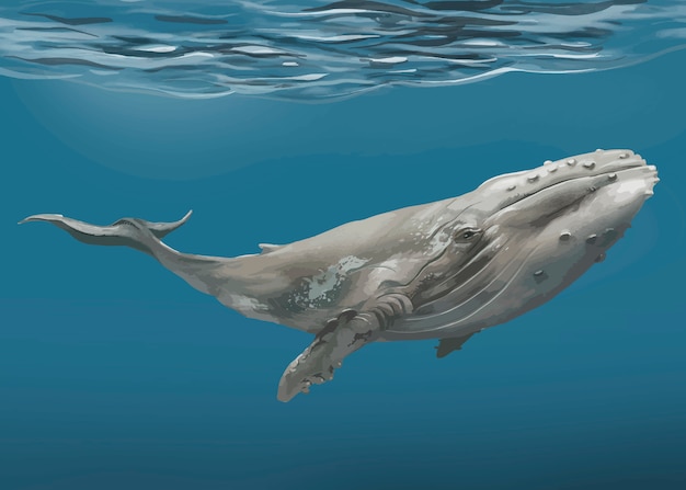 Бесплатное векторное изображение Рисованной кит