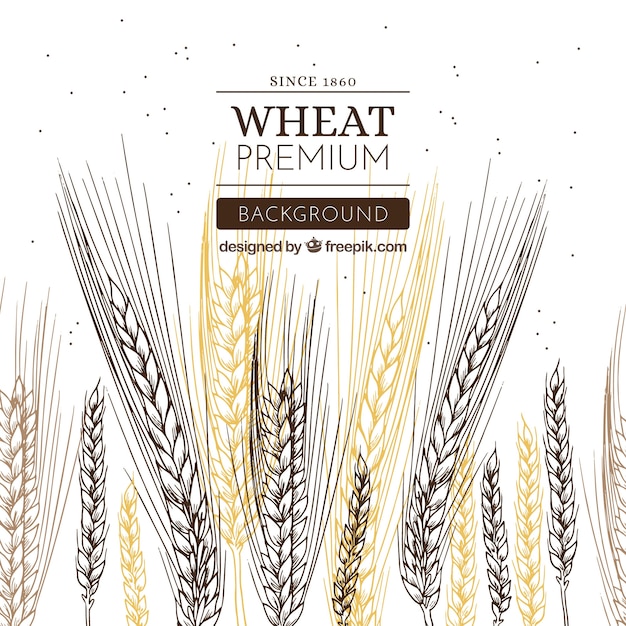 Free vector hand drawn wheat background