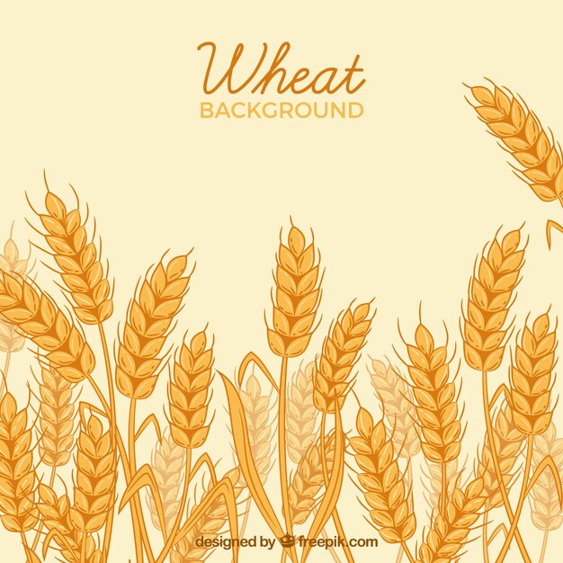 hand drawn wheat background