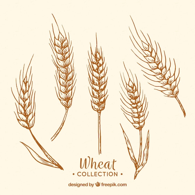 Hand drawn wheat collection