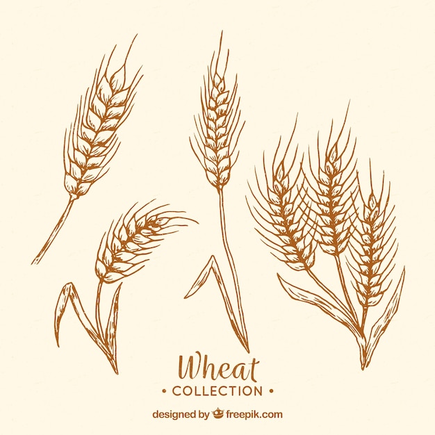 Hand drawn wheat collection